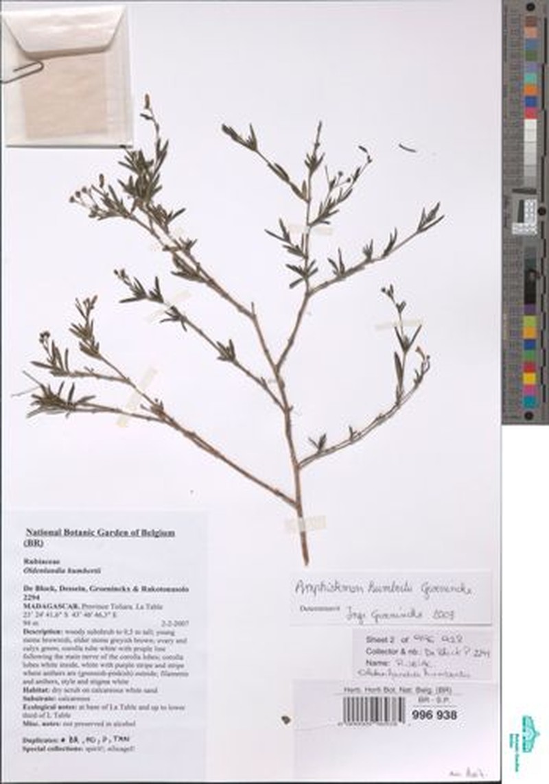Amphistemon humbertii