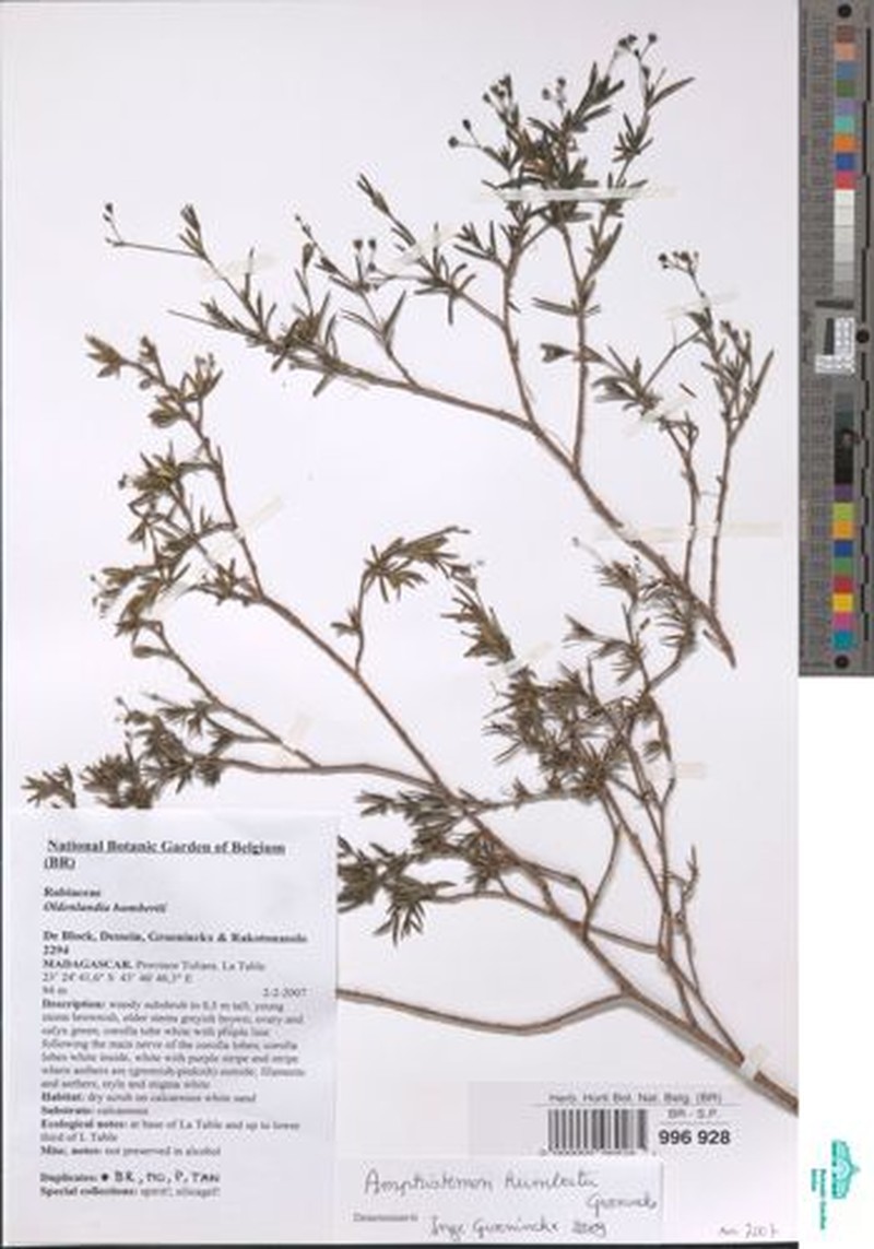 Amphistemon humbertii photo 2