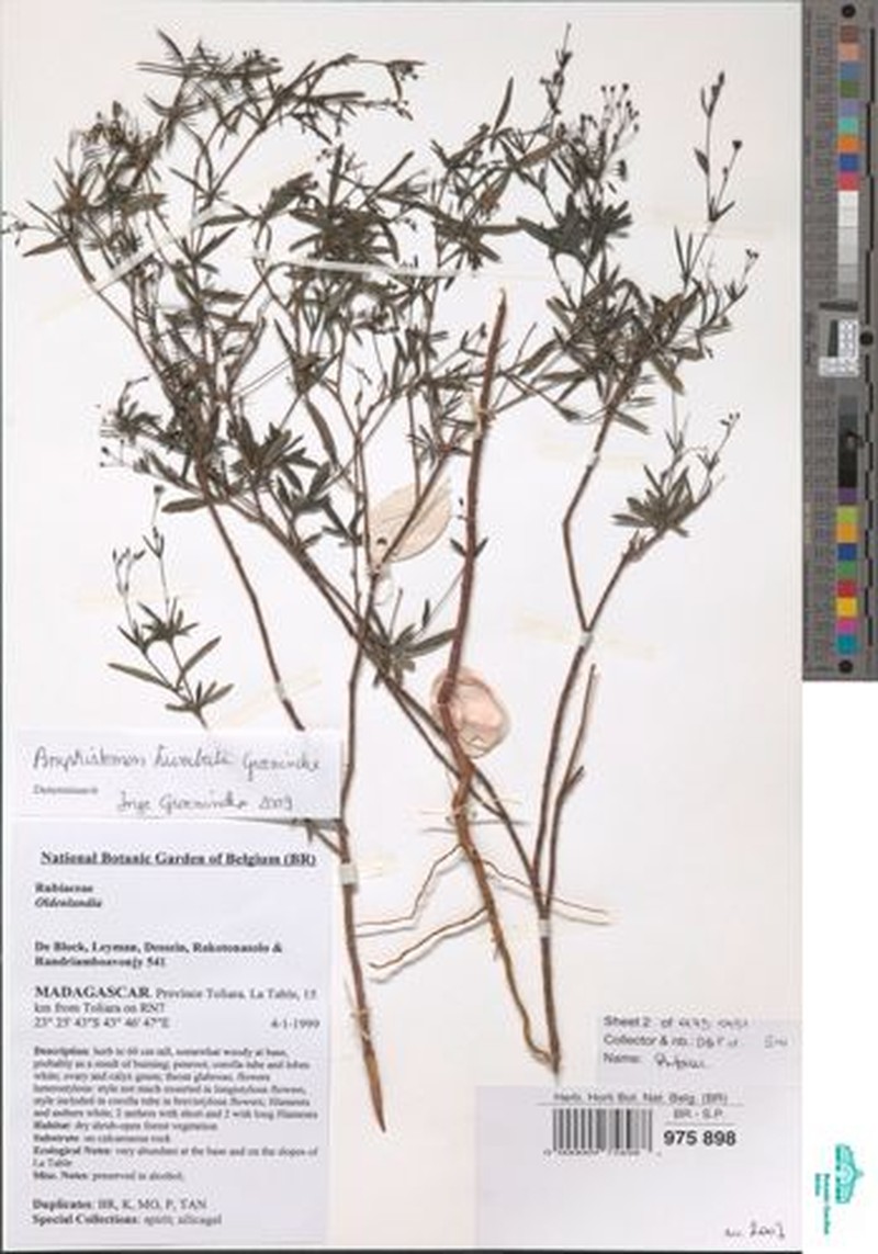 Amphistemon humbertii photo 3