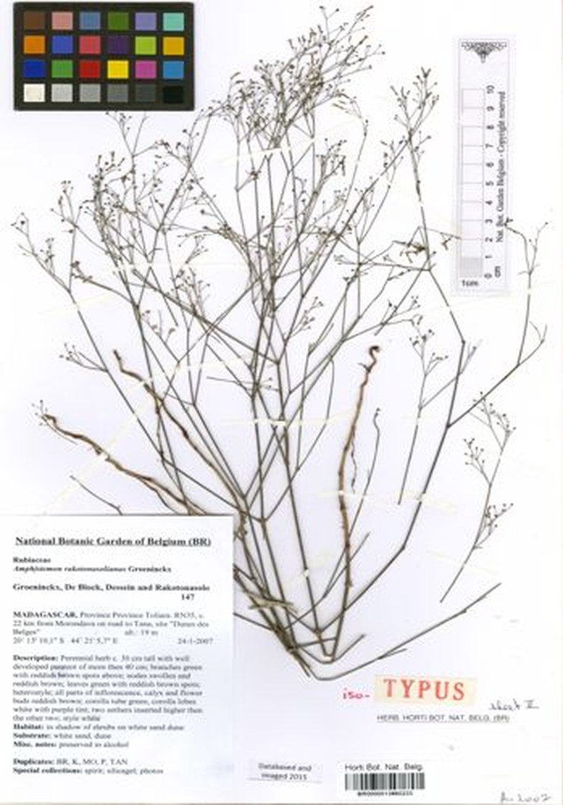 Amphistemon rakotonasolianus photo 2