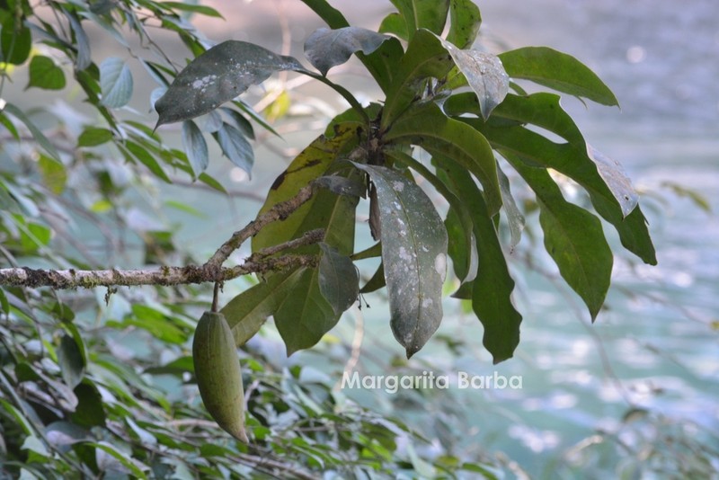 Amphitecna apiculata