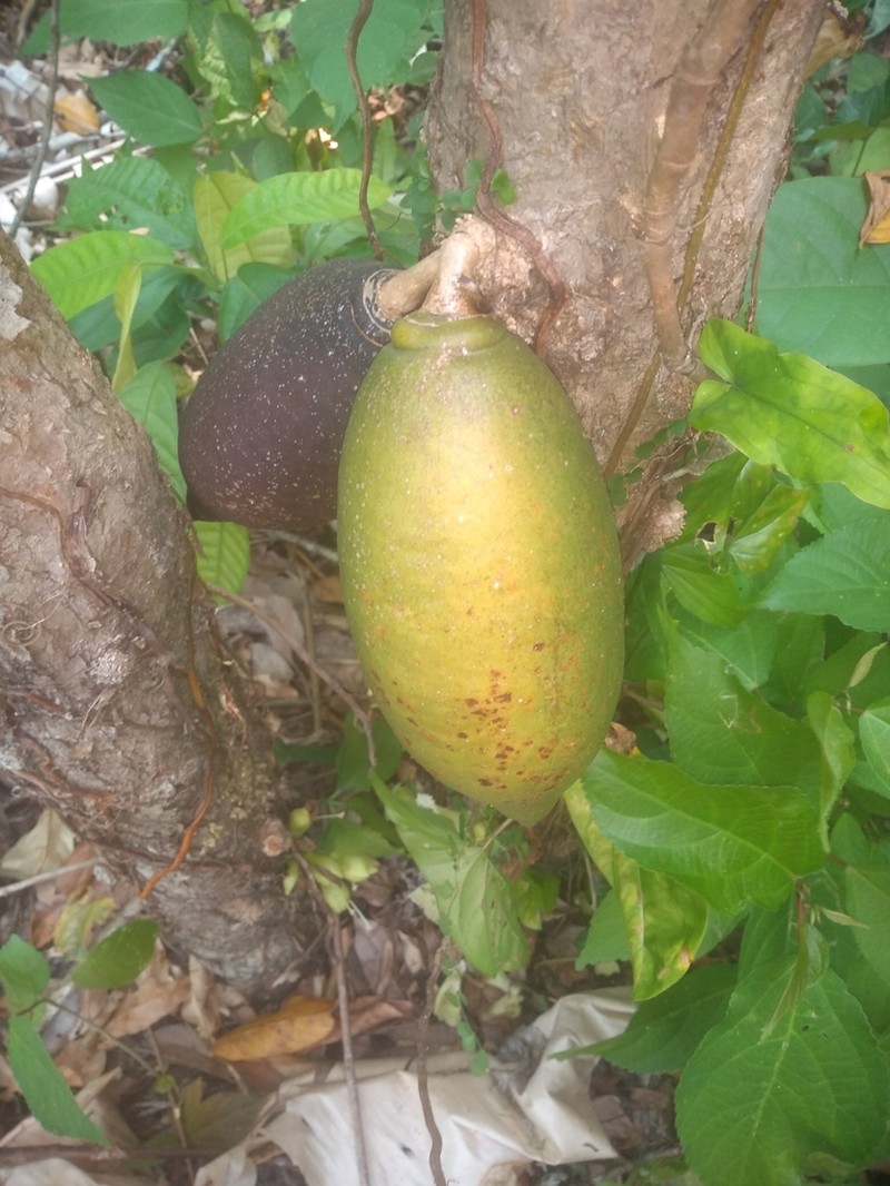 Amphitecna apiculata photo 2