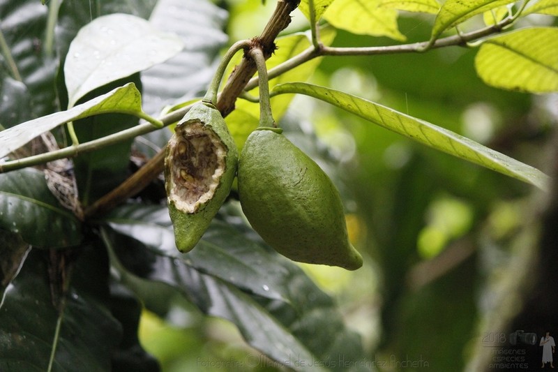 Amphitecna apiculata photo 3