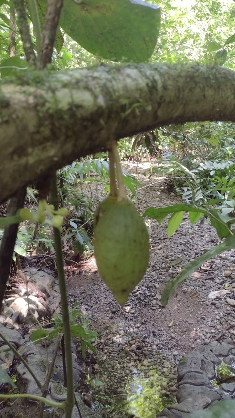 Amphitecna apiculata photo 4