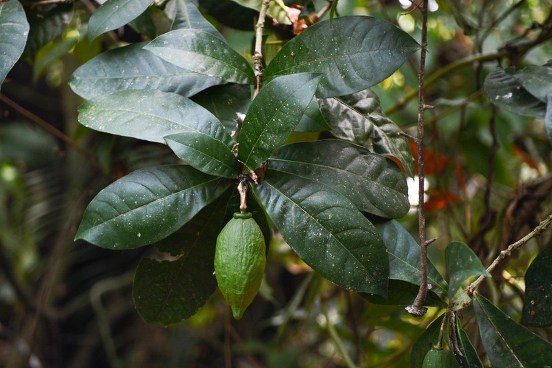 Amphitecna apiculata photo 5