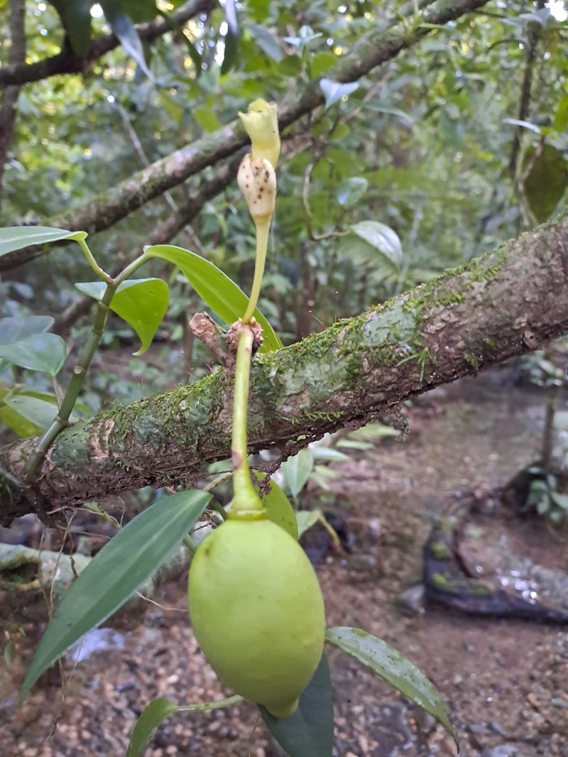 Amphitecna apiculata photo 6