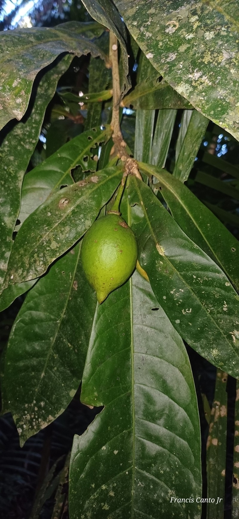 Amphitecna apiculata photo 7