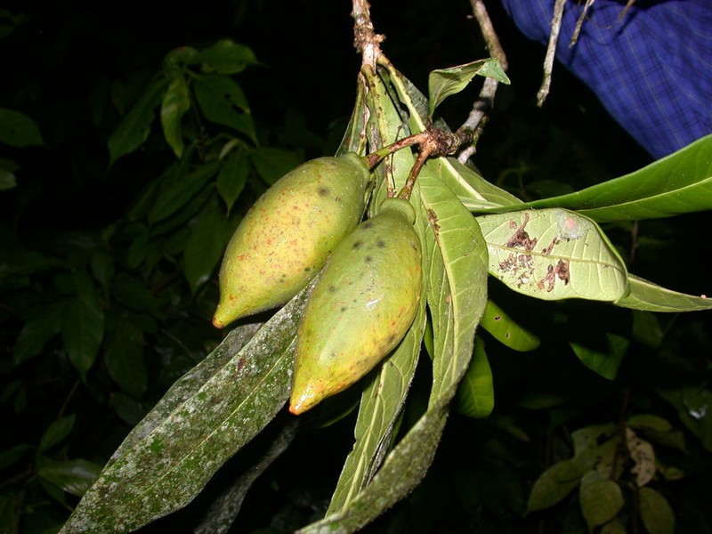Amphitecna apiculata photo 8