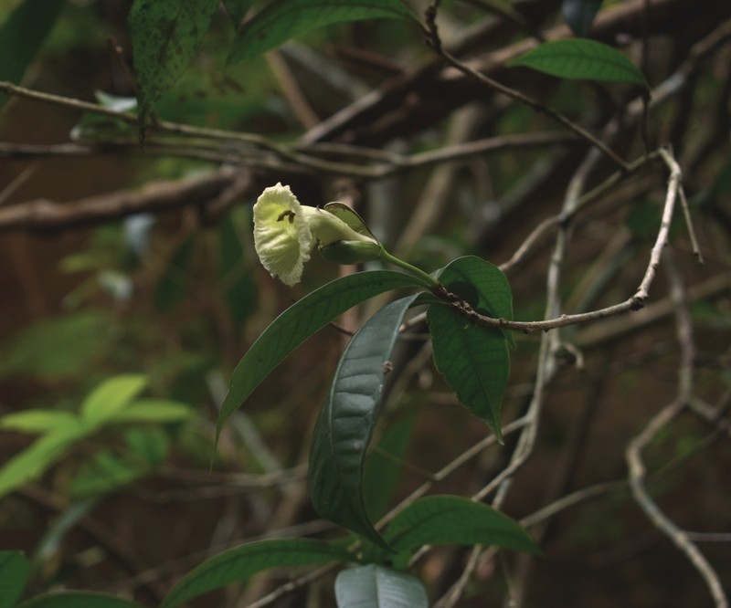Amphitecna breedlovei