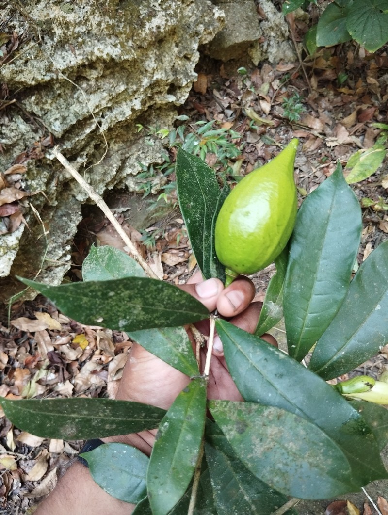 Amphitecna breedlovei photo 4
