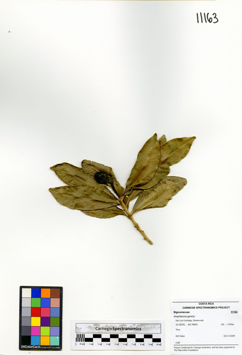 Amphitecna gentryi