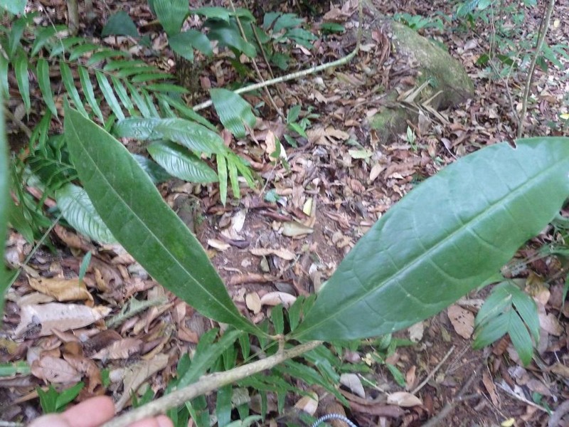Amphitecna isthmica photo 2