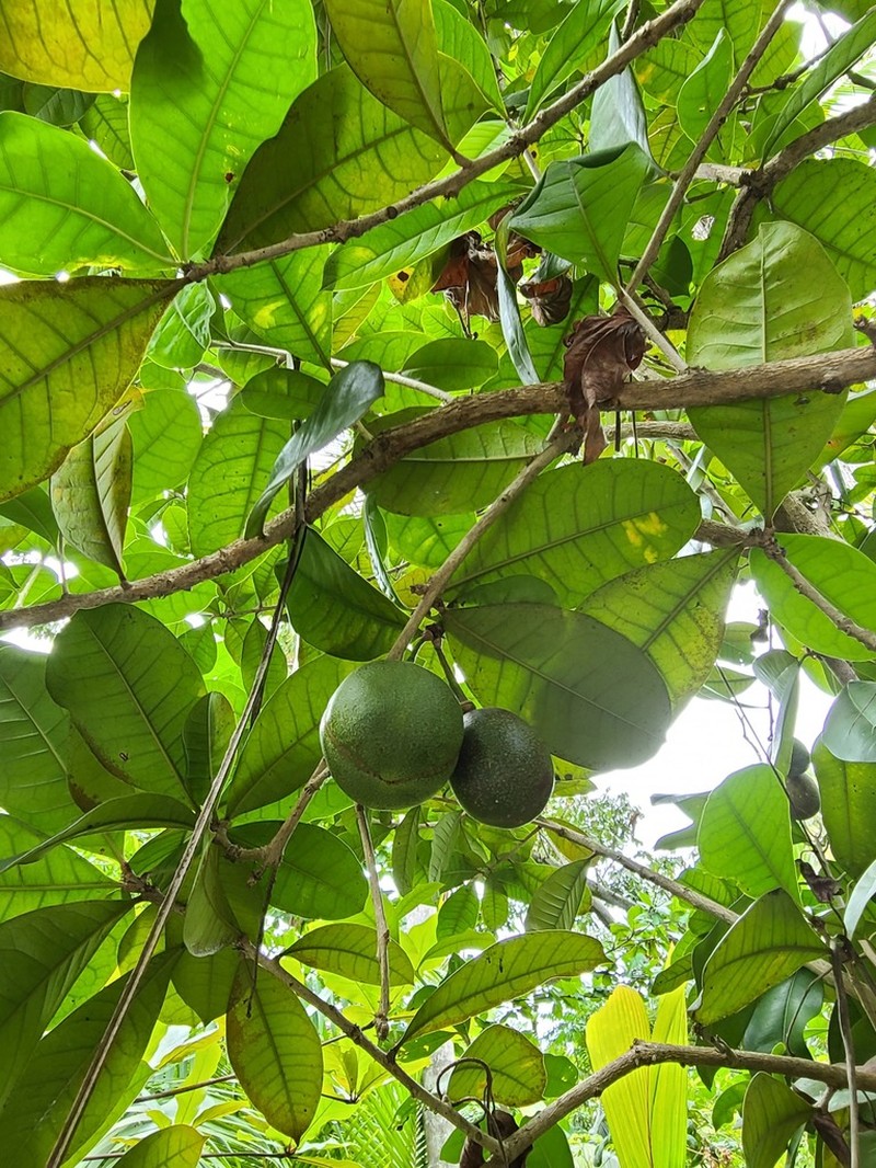Black Calabash photo 4