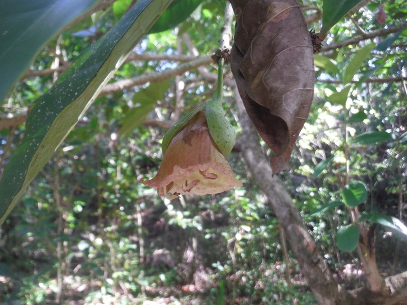 Black Calabash photo 5