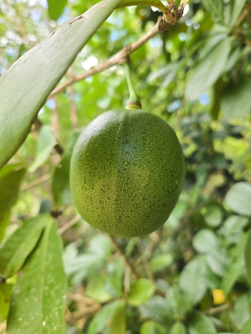 Black Calabash photo 6