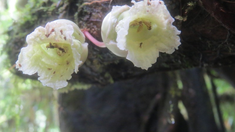 Amphitecna macrophylla photo 3