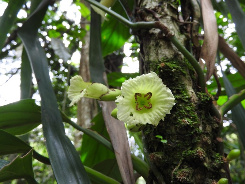 Amphitecna macrophylla photo 4