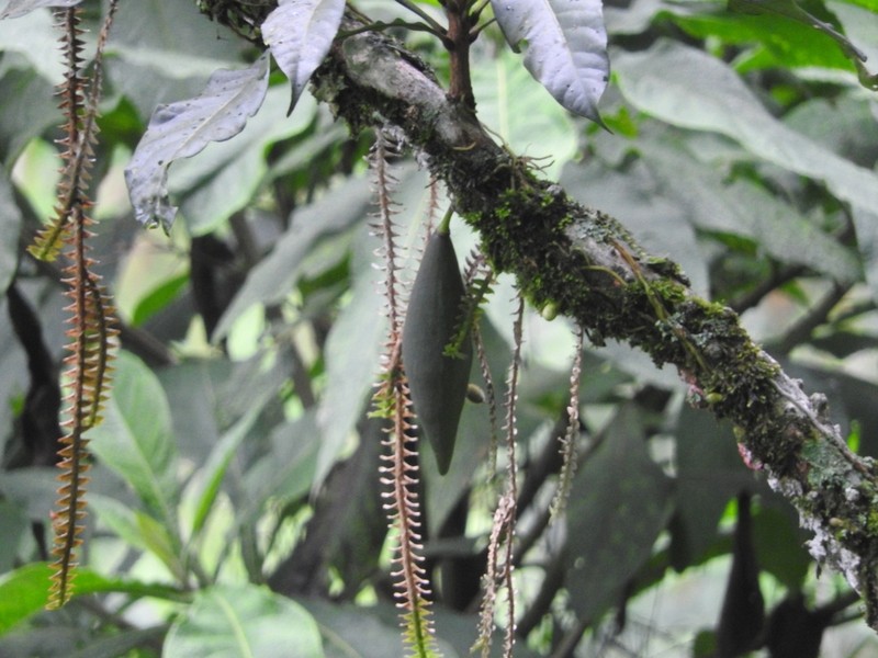 Amphitecna macrophylla photo 5