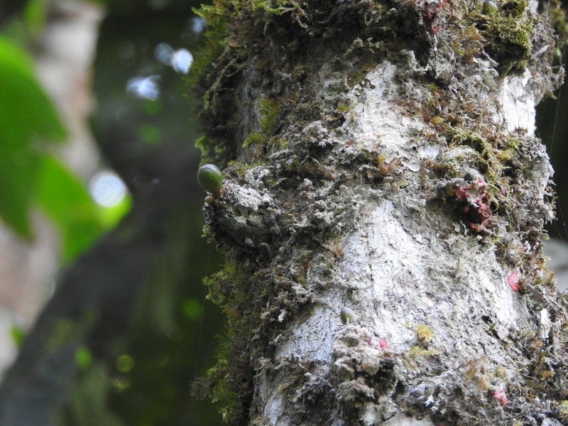 Amphitecna macrophylla photo 6