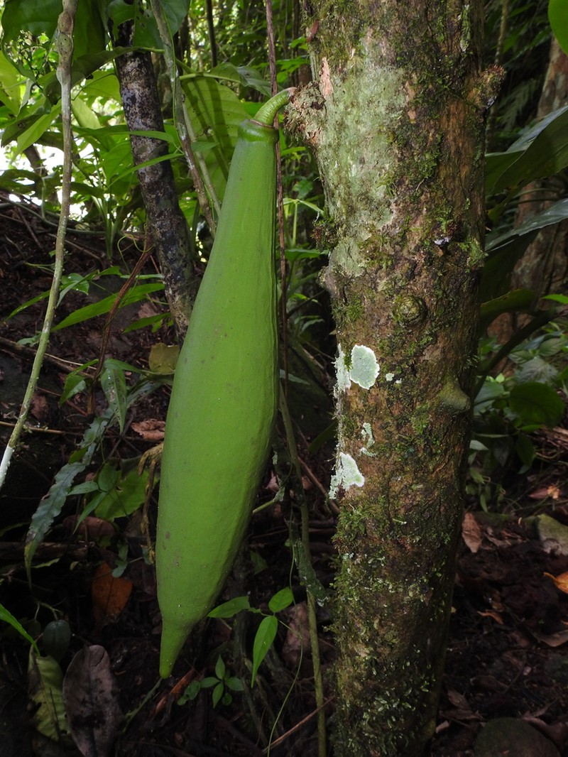 Amphitecna macrophylla photo 7