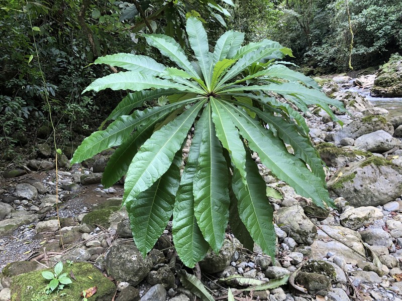 Amphitecna macrophylla photo 8
