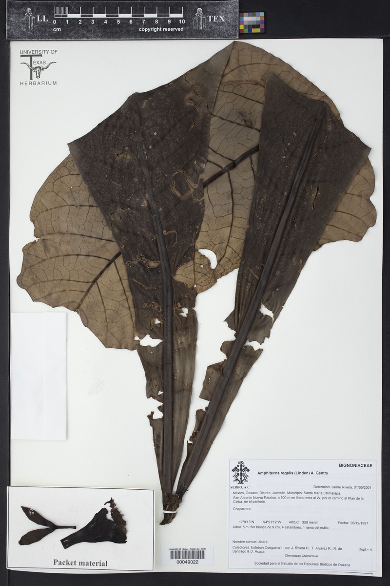 Amphitecna regalis photo 2