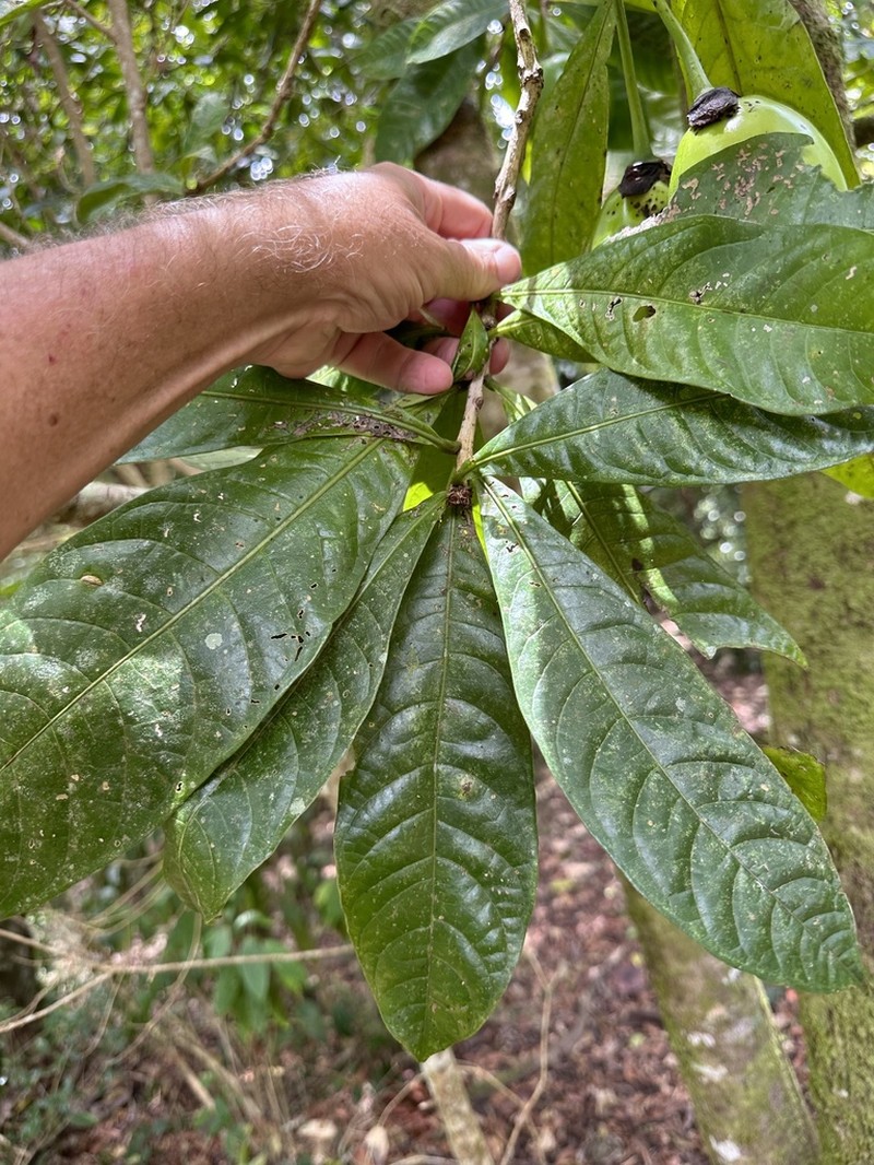 Amphitecna sessilifolia photo 2
