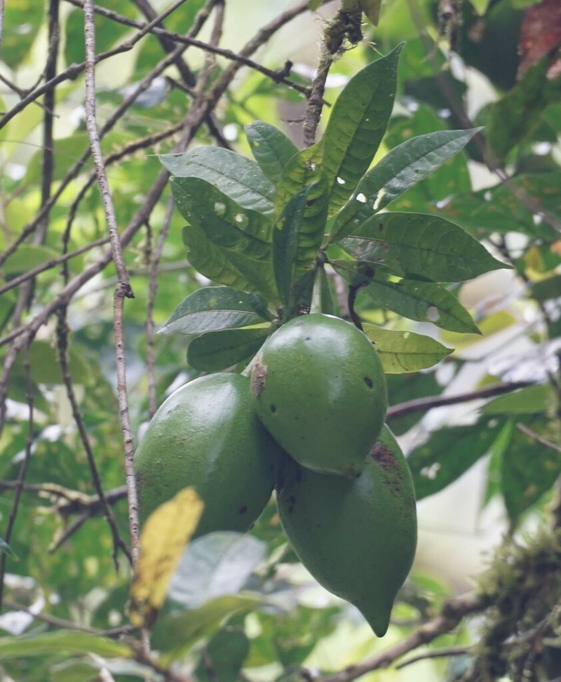 Amphitecna sessilifolia photo 3