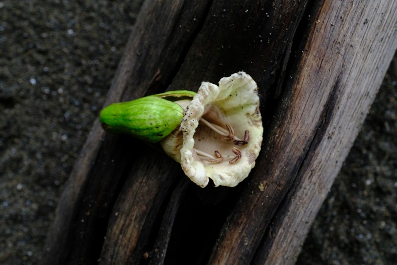 Amphitecna sessilifolia photo 6