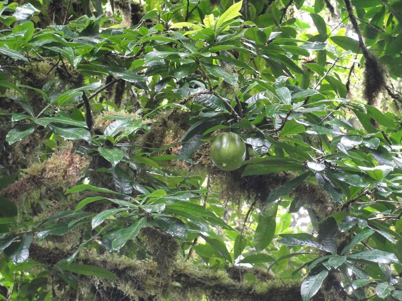 Amphitecna sessilifolia photo 7