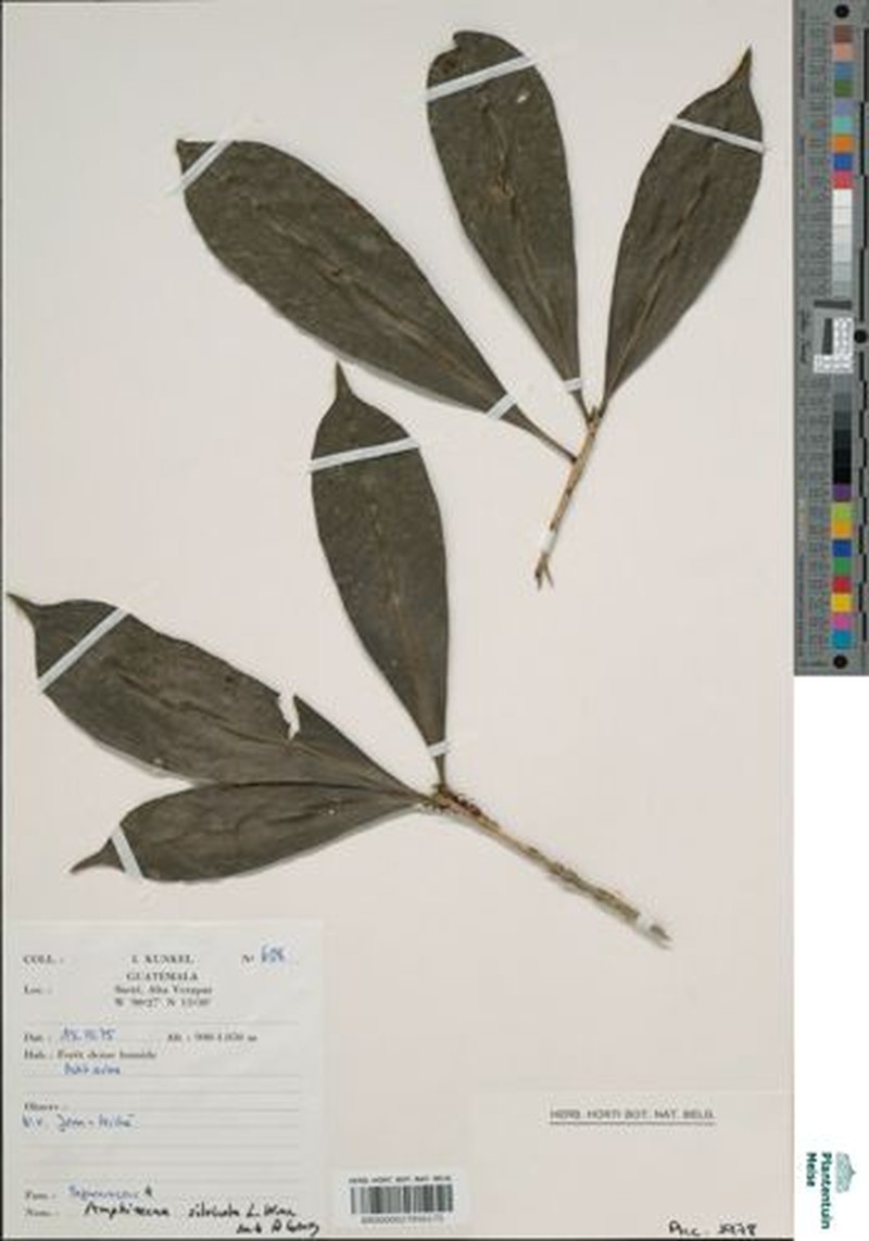 Amphitecna silvicola