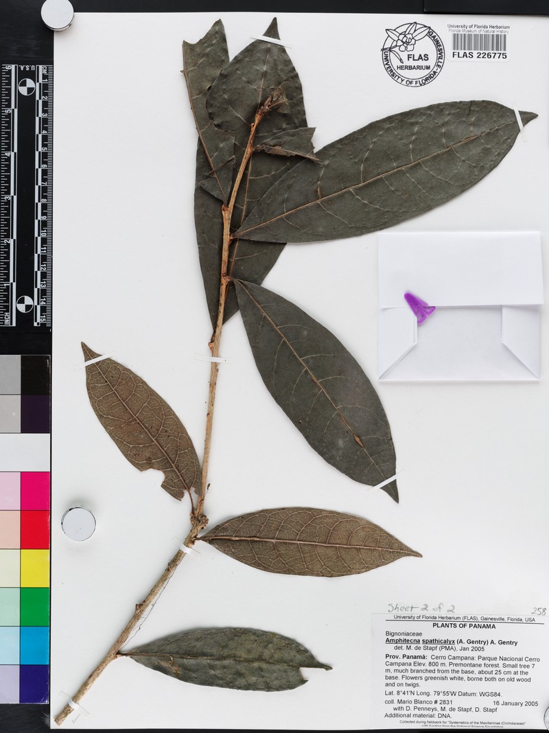 Amphitecna spathicalyx photo 2