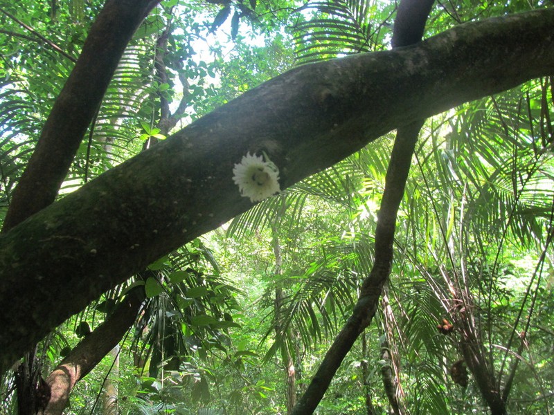 Amphitecna tuxtlensis photo 2