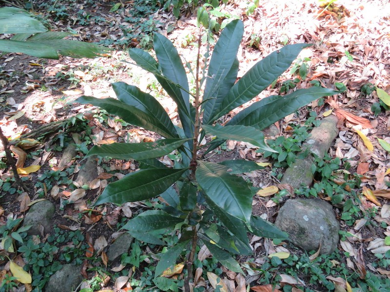 Amphitecna tuxtlensis photo 3