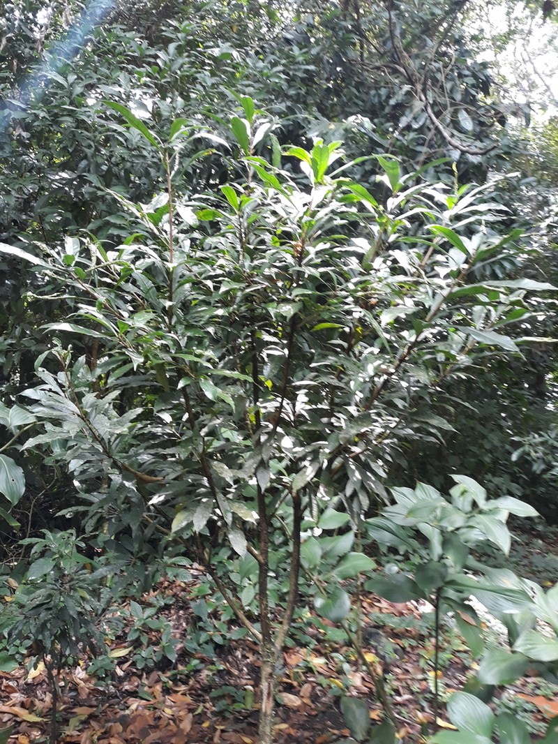 Amphitecna tuxtlensis photo 4