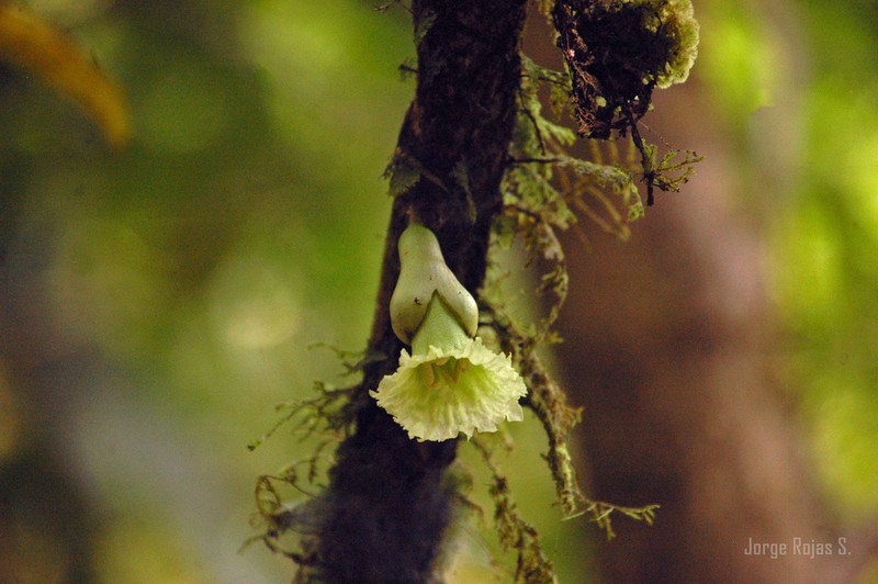 Amphitecna tuxtlensis photo 5