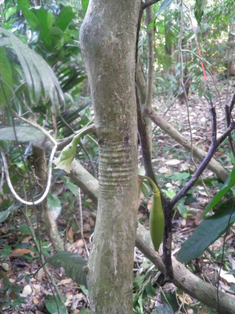 Amphitecna tuxtlensis photo 6