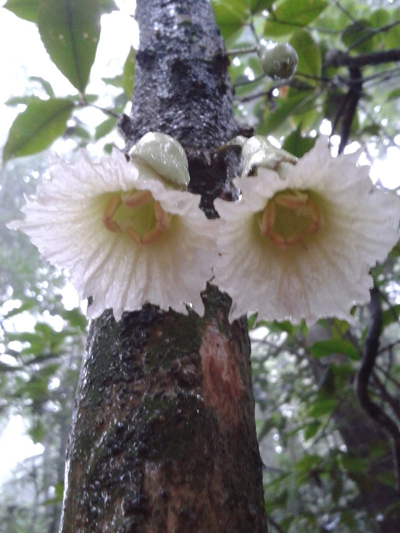 Amphitecna tuxtlensis photo 7