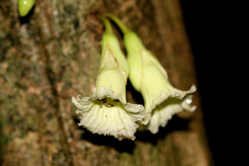 Amphitecna tuxtlensis photo 8