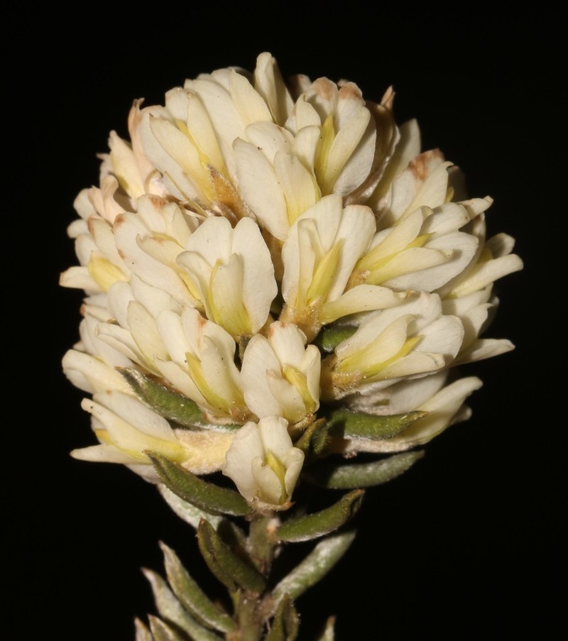 Amphithalea alba