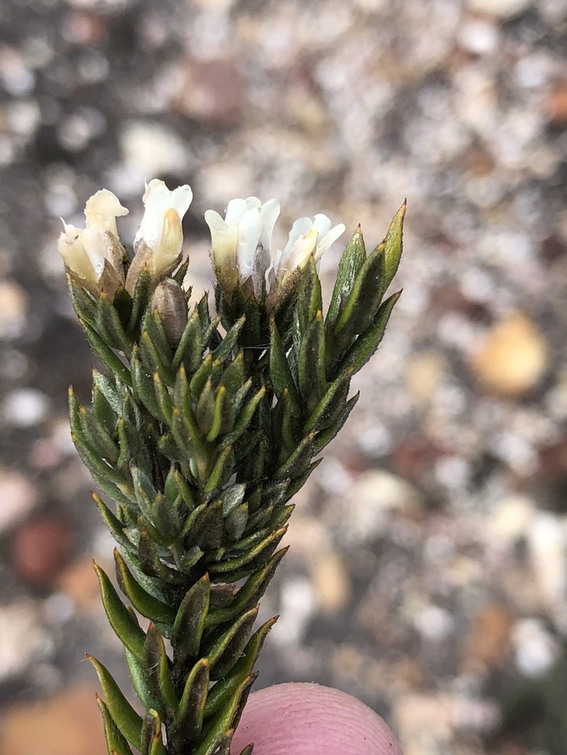 Amphithalea alba photo 3