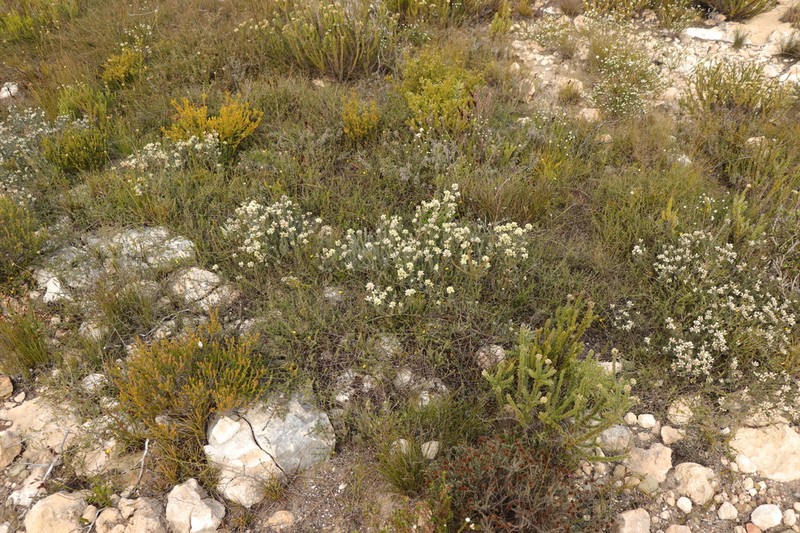 Amphithalea alba photo 4