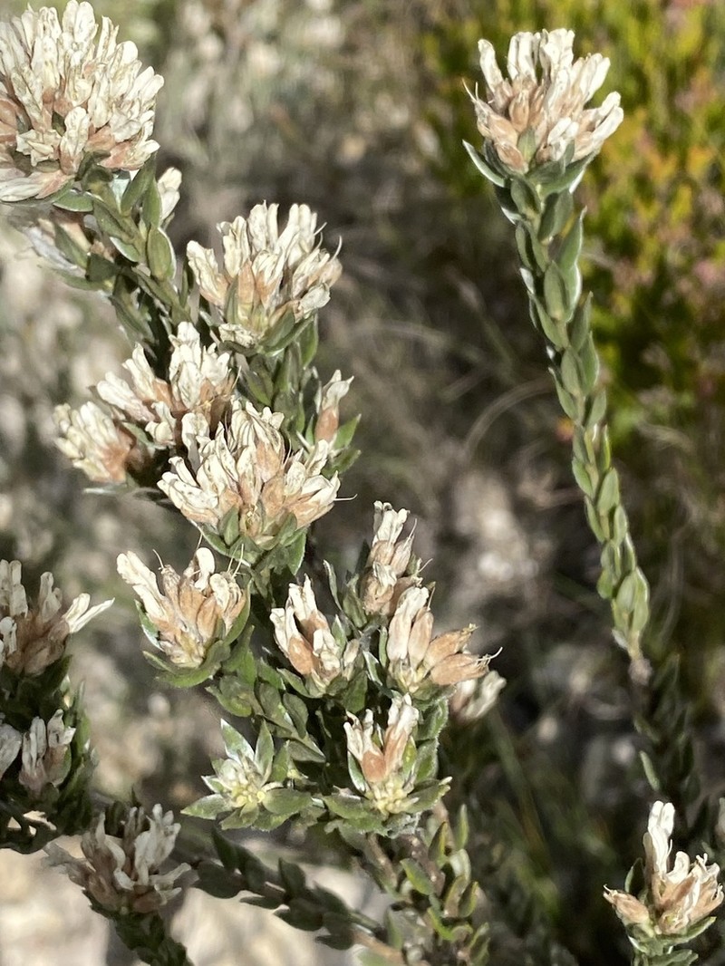 Amphithalea alba photo 5