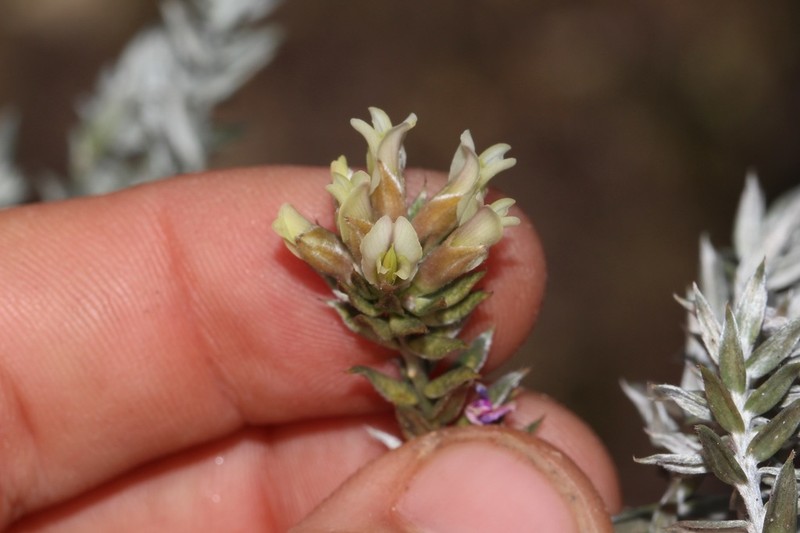 Amphithalea alba photo 8