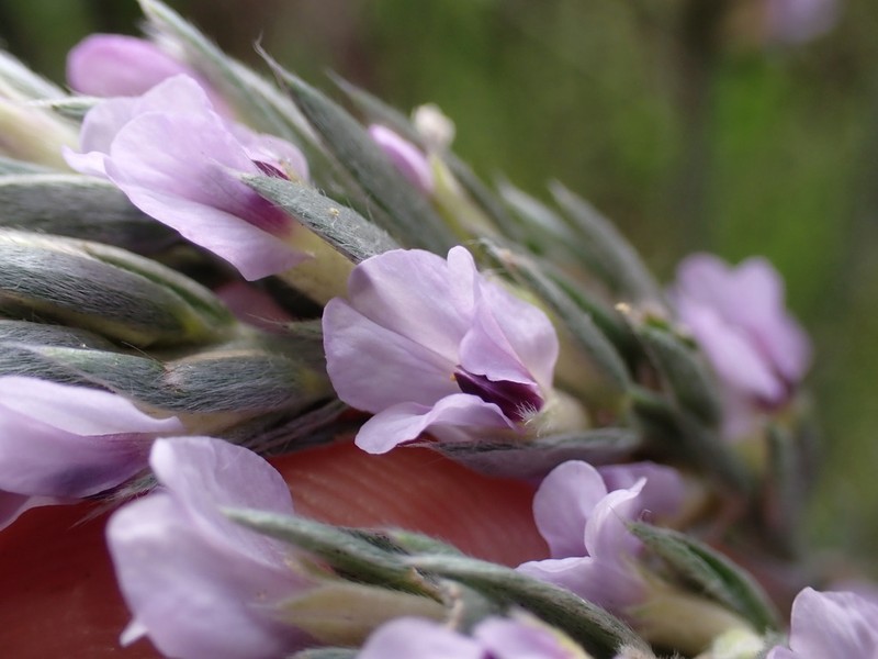 Amphithalea axillaris photo 2