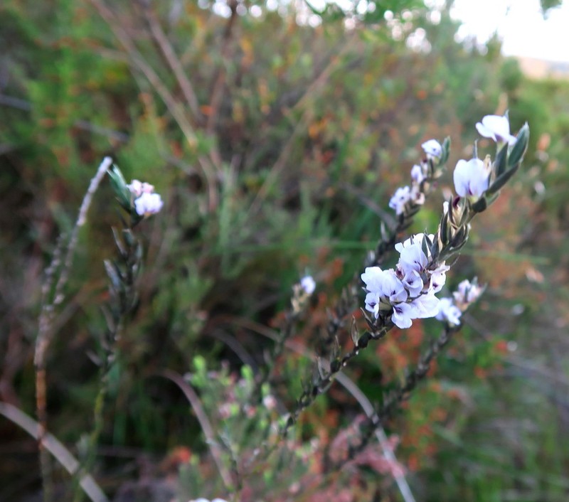 Amphithalea axillaris photo 3