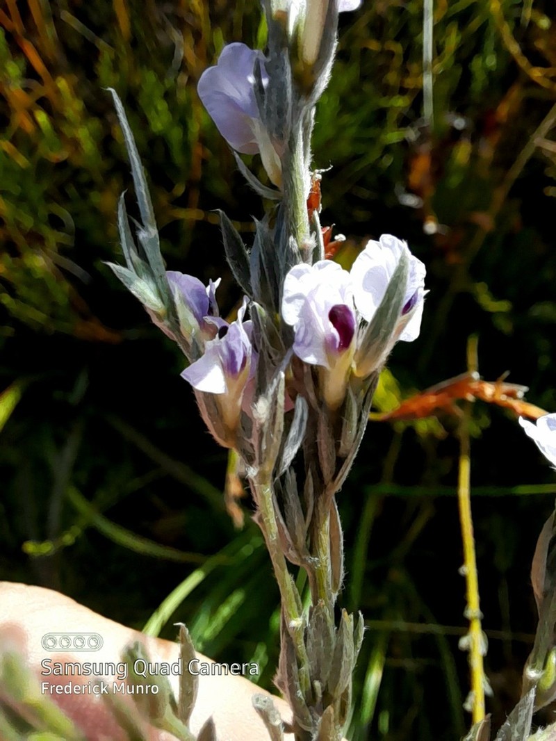 Amphithalea axillaris photo 4