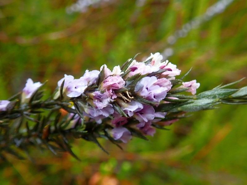 Amphithalea axillaris photo 5