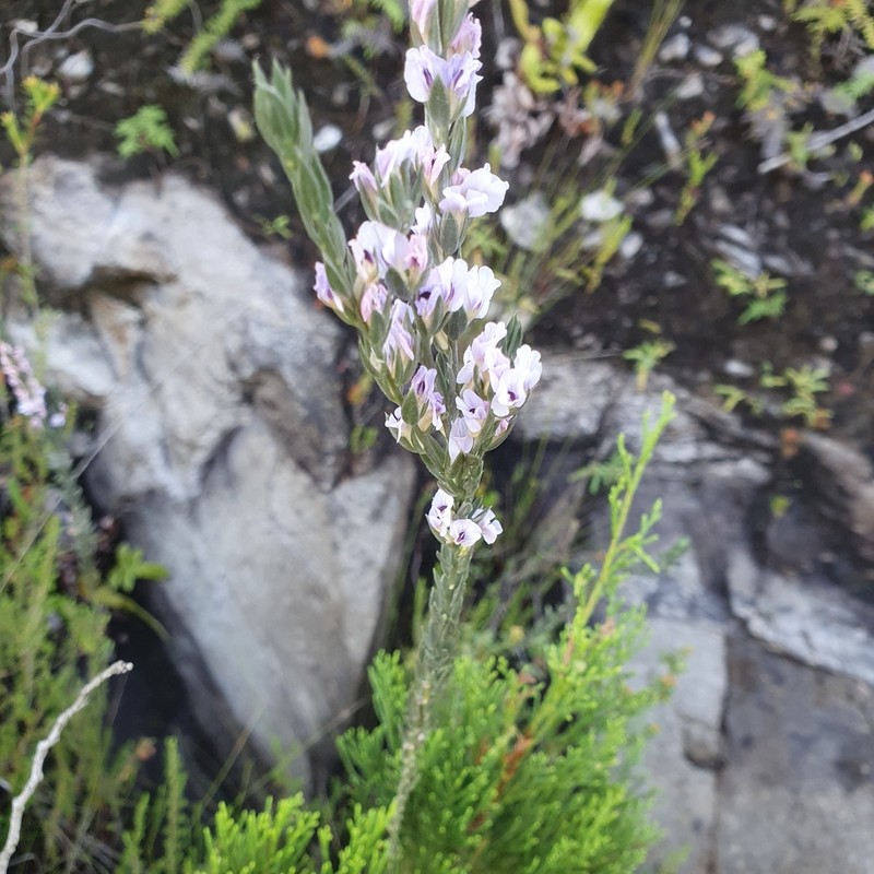 Amphithalea axillaris photo 6