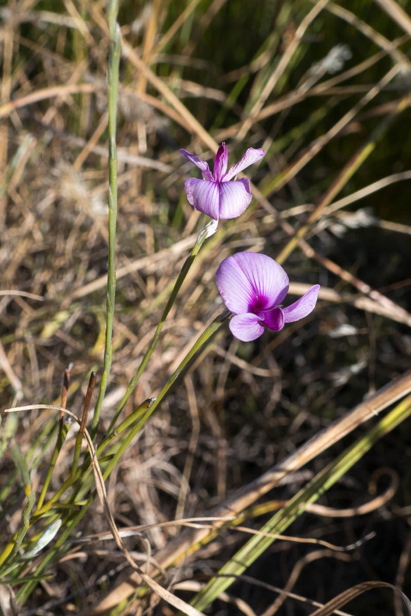 Amphithalea biovulata photo 2